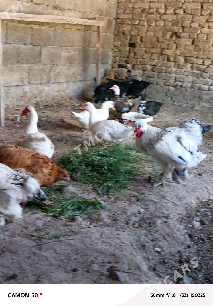 satlyk guşlar - Gökje - img 1