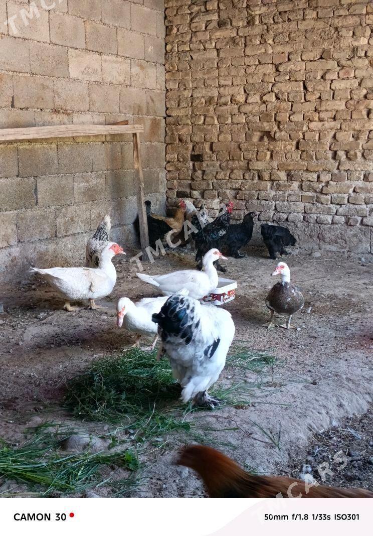 satlyk guşlar - Gökje - img 2