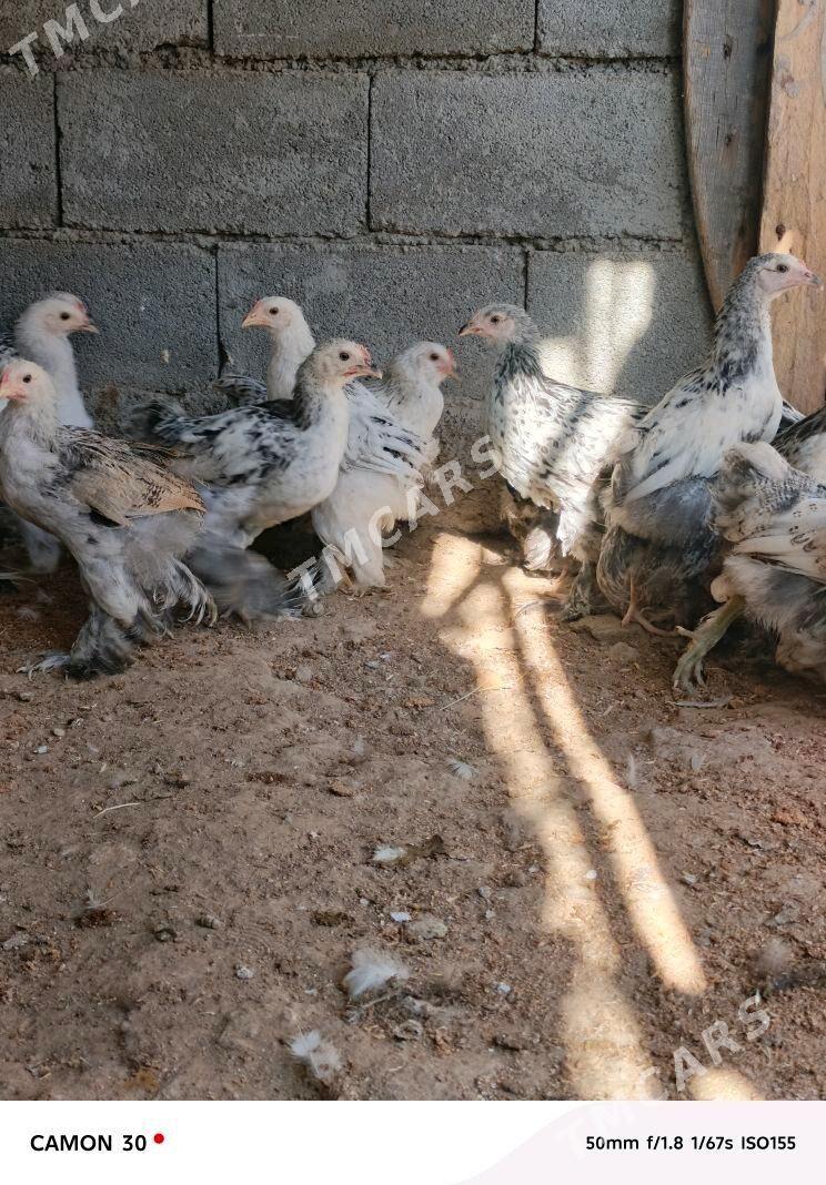 satlyk guşlar - Gökje - img 6