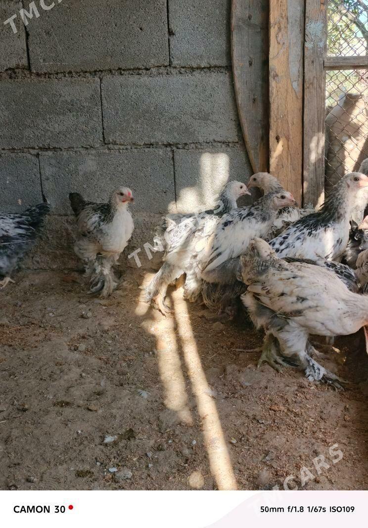 satlyk guşlar - Gökje - img 4
