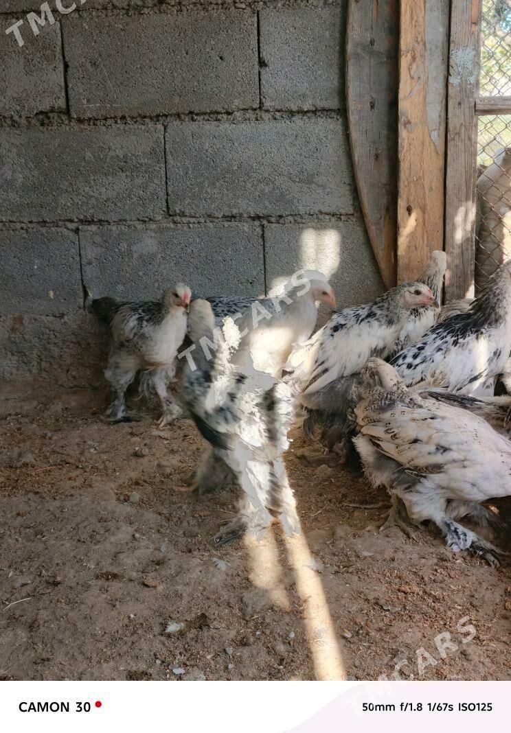 satlyk guşlar - Gökje - img 5