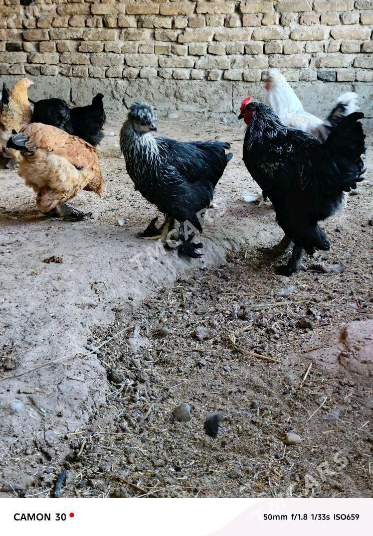 satlyk guşlar - Gökje - img 8