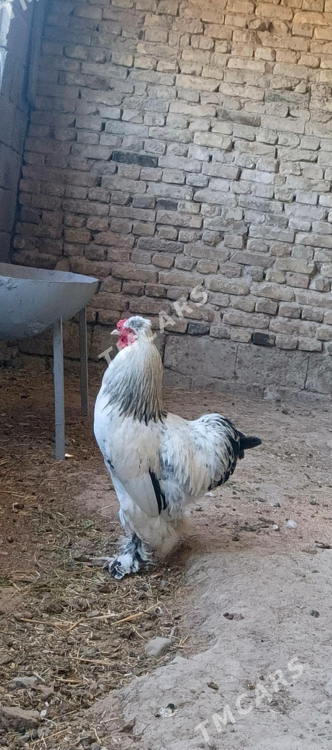 satlyk guşlar - Gökje - img 9