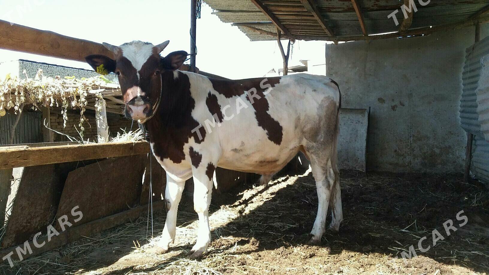 smental okuzler - Çärjew - img 3