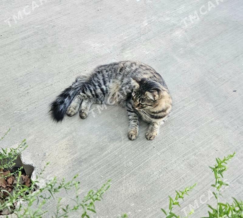 Кошечка - Kim raýon - img 2