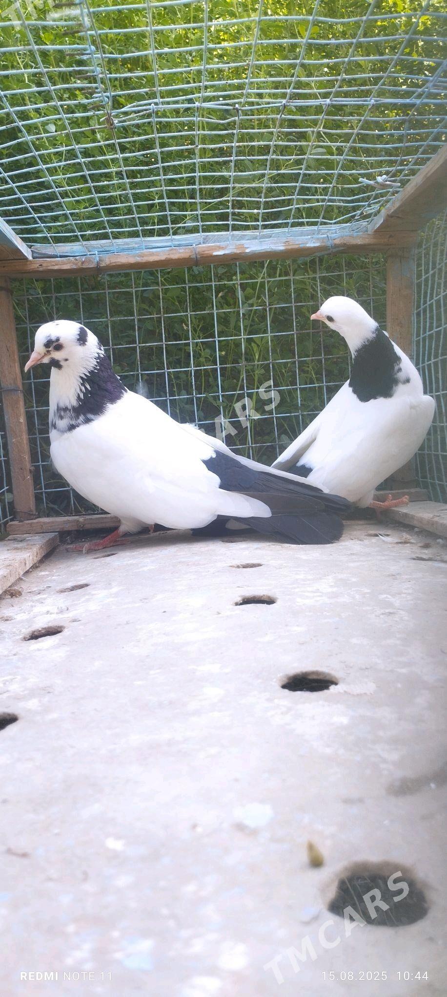 Kepderi - Murgap - img 2