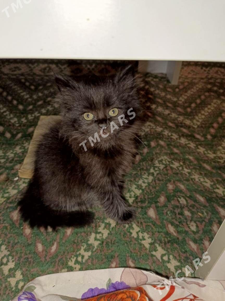 кошка - Türkmenabat - img 2