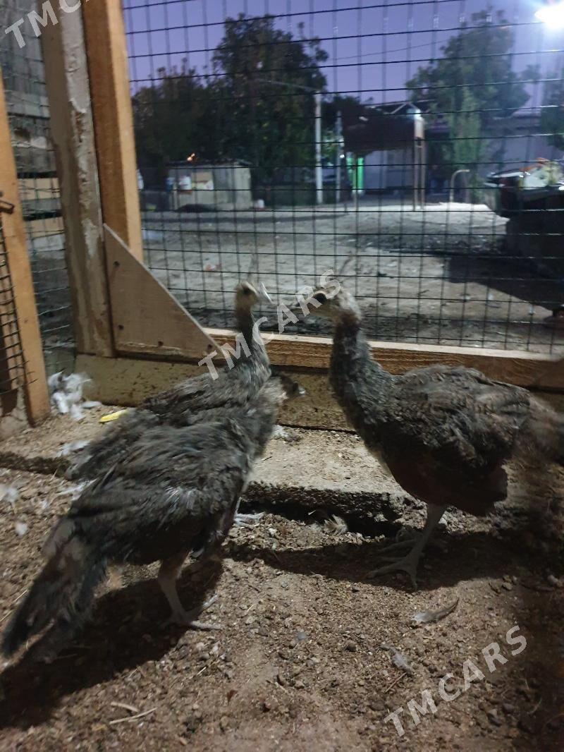 tawus - Кака - img 2