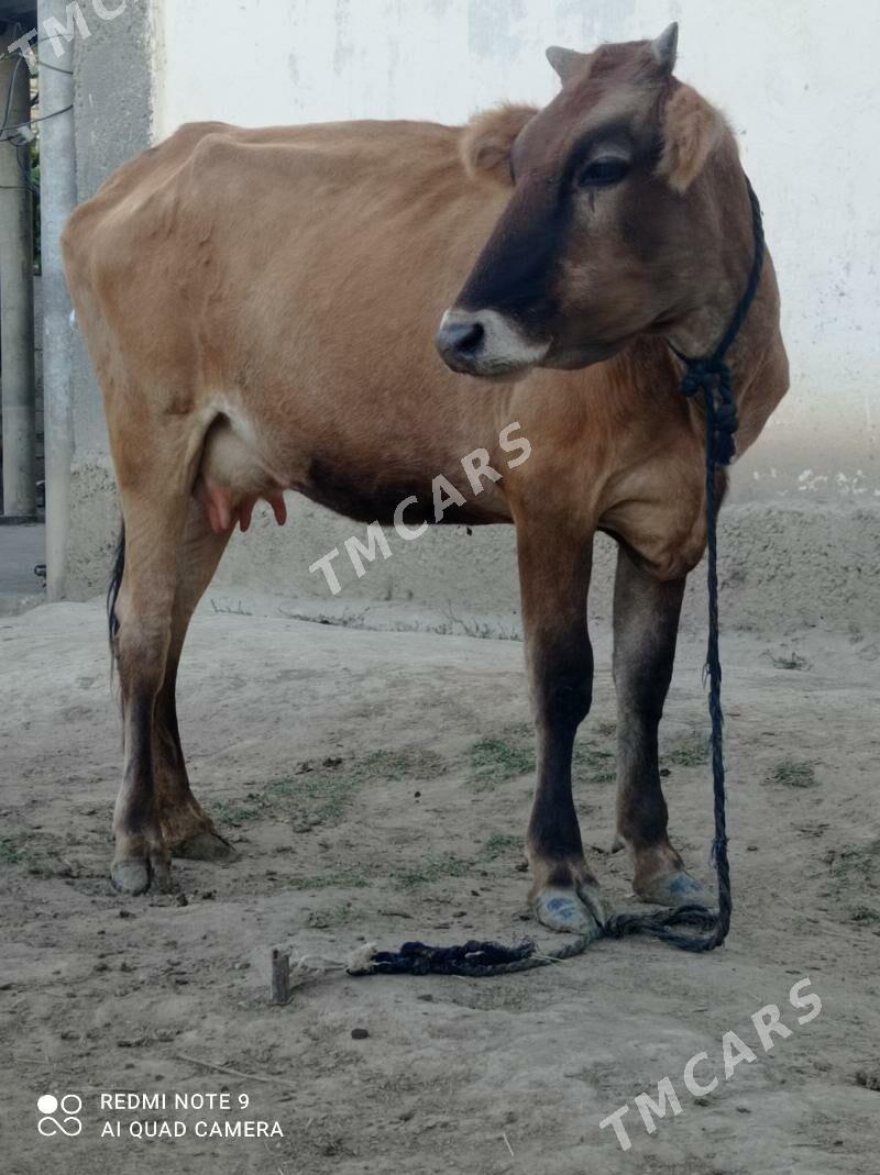 göleli sygyr - Büzmeýin - img 2
