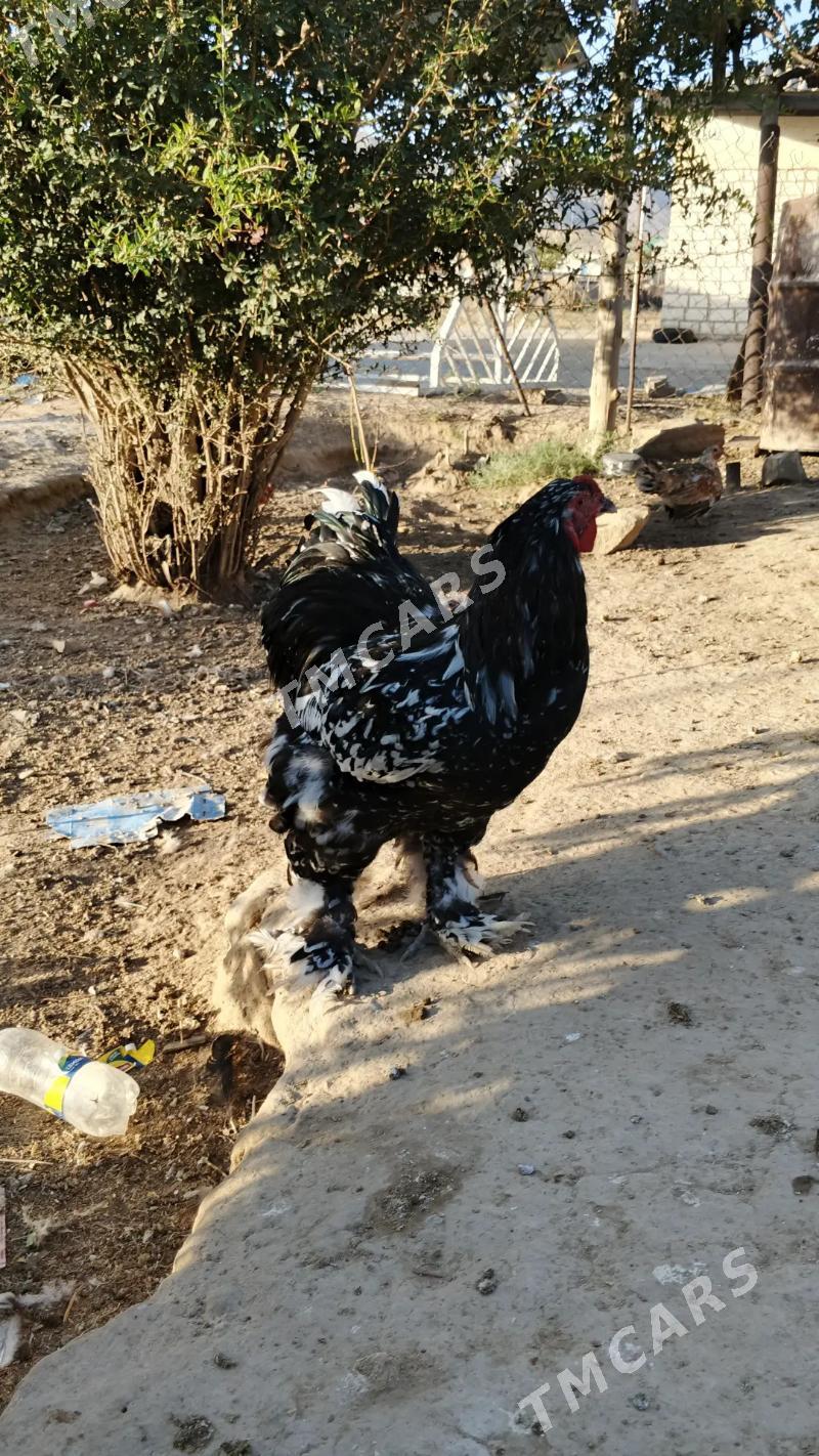Brama - Balkanabat - img 3