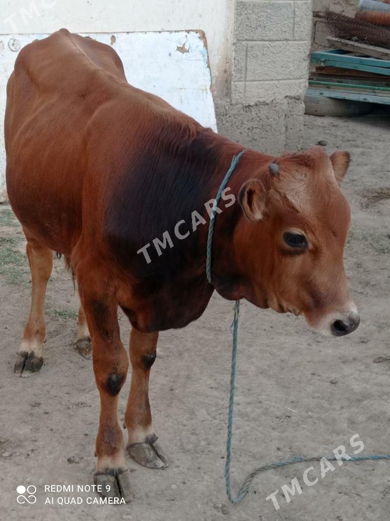 şwes öküz - Büzmeýin - img 2