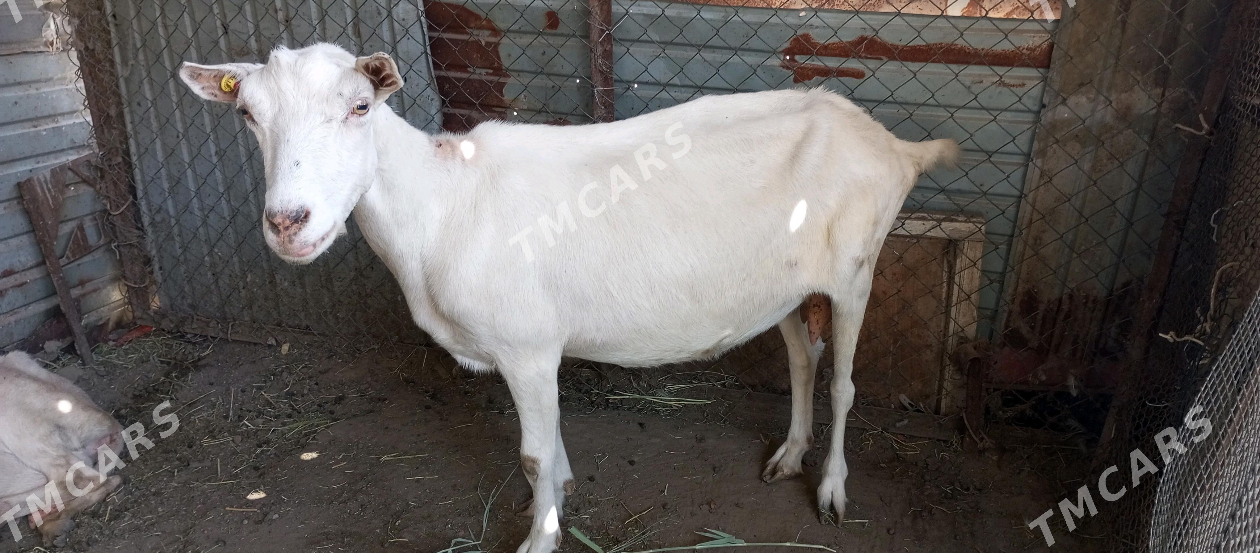 gechi - Türkmenabat - img 3