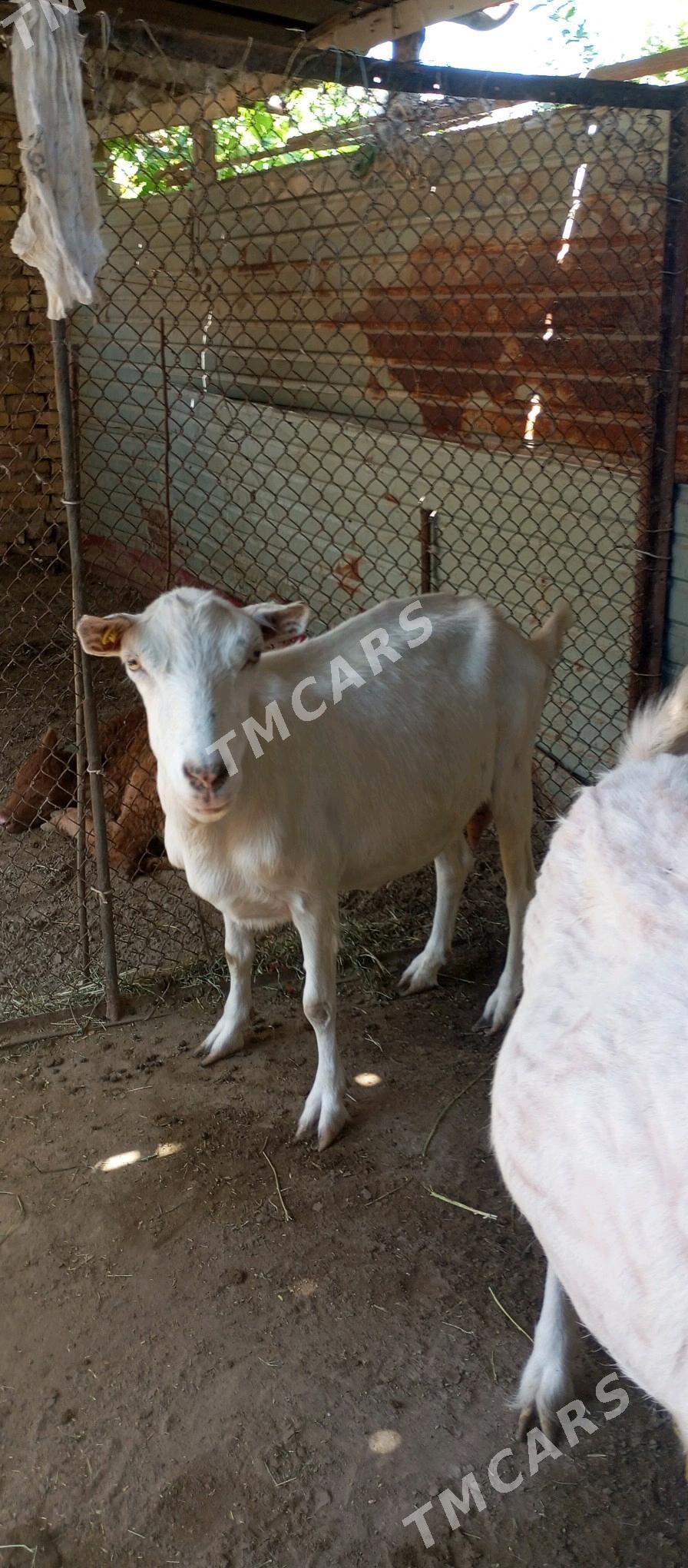 gechi - Türkmenabat - img 2