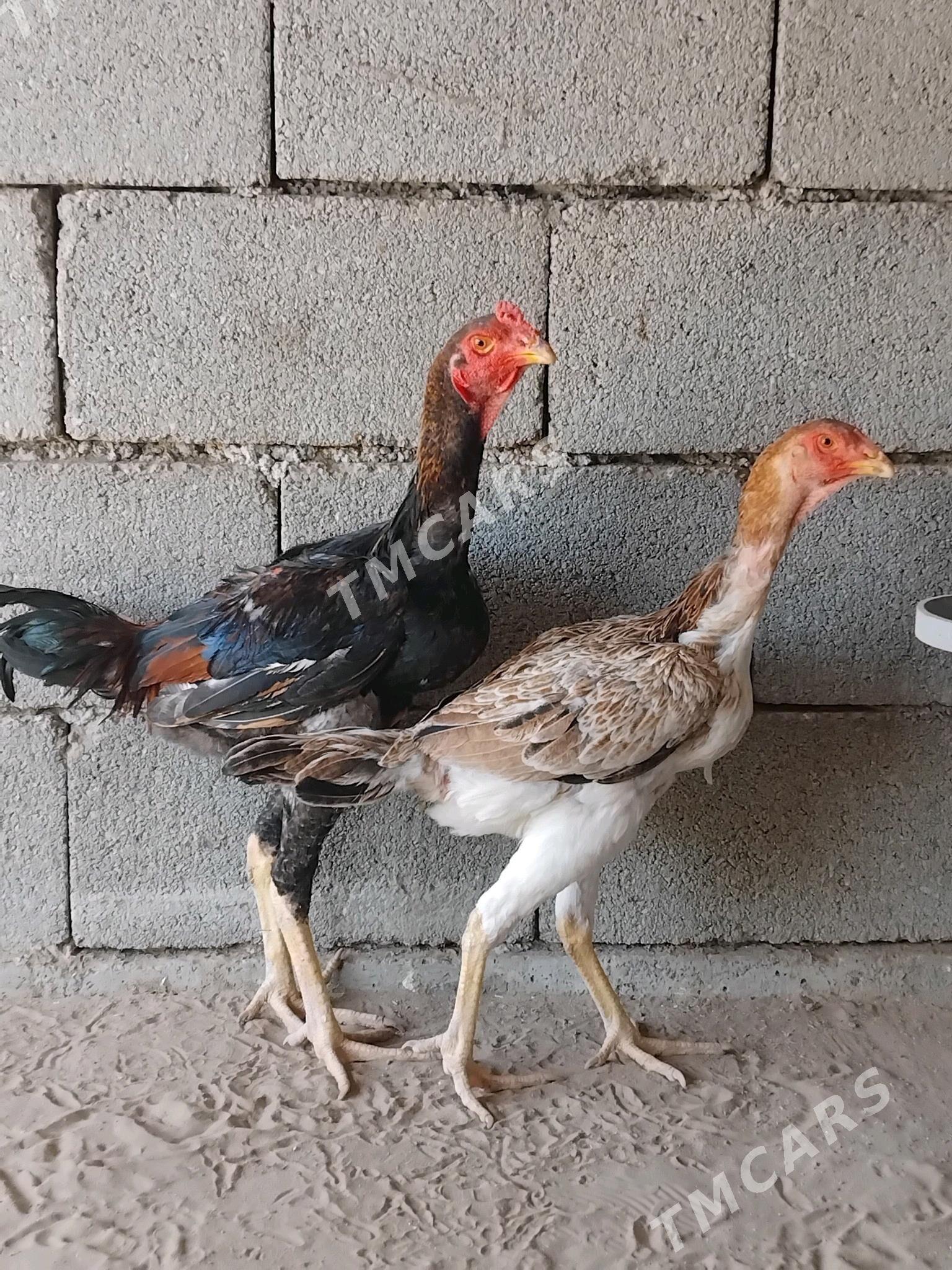 Taşkent jüýje - Aşgabat - img 2
