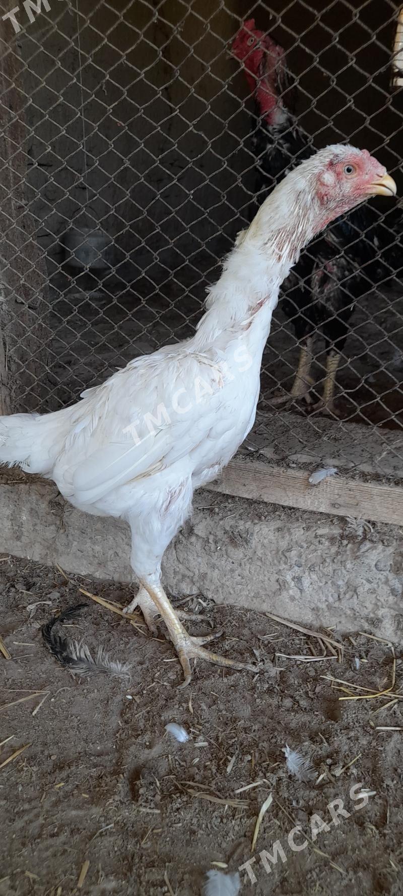 Özbek towuk - Garabekewül - img 2