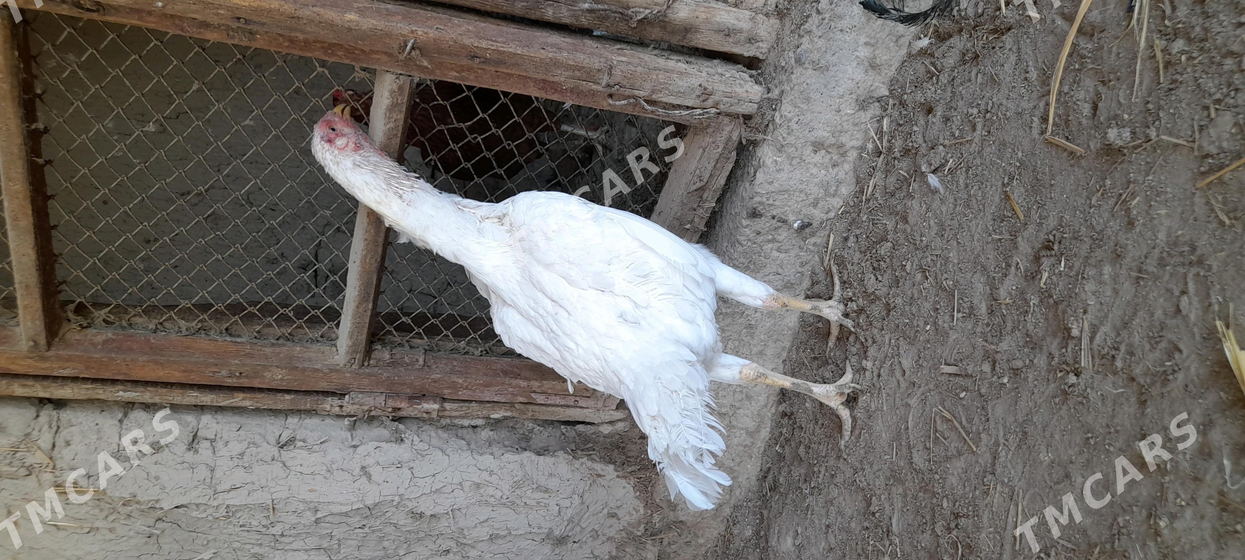 Özbek towuk - Garabekewül - img 3