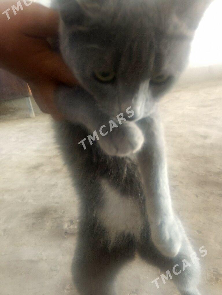 PİŞİK - Farap - img 2
