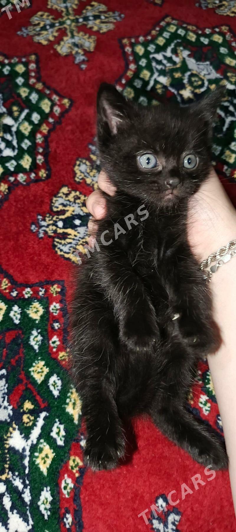 весло ушки котёнка - 30 mkr - img 4