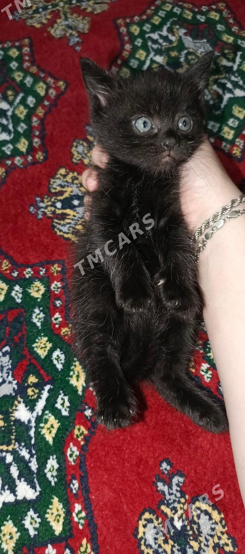 весло ушки котёнка - 30 mkr - img 2