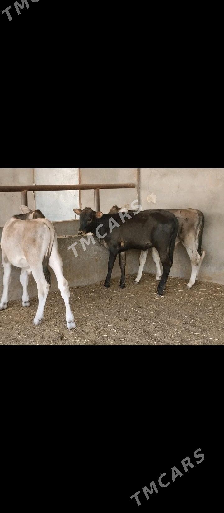 şwes okuzler tuwe - Бузмеин - img 4