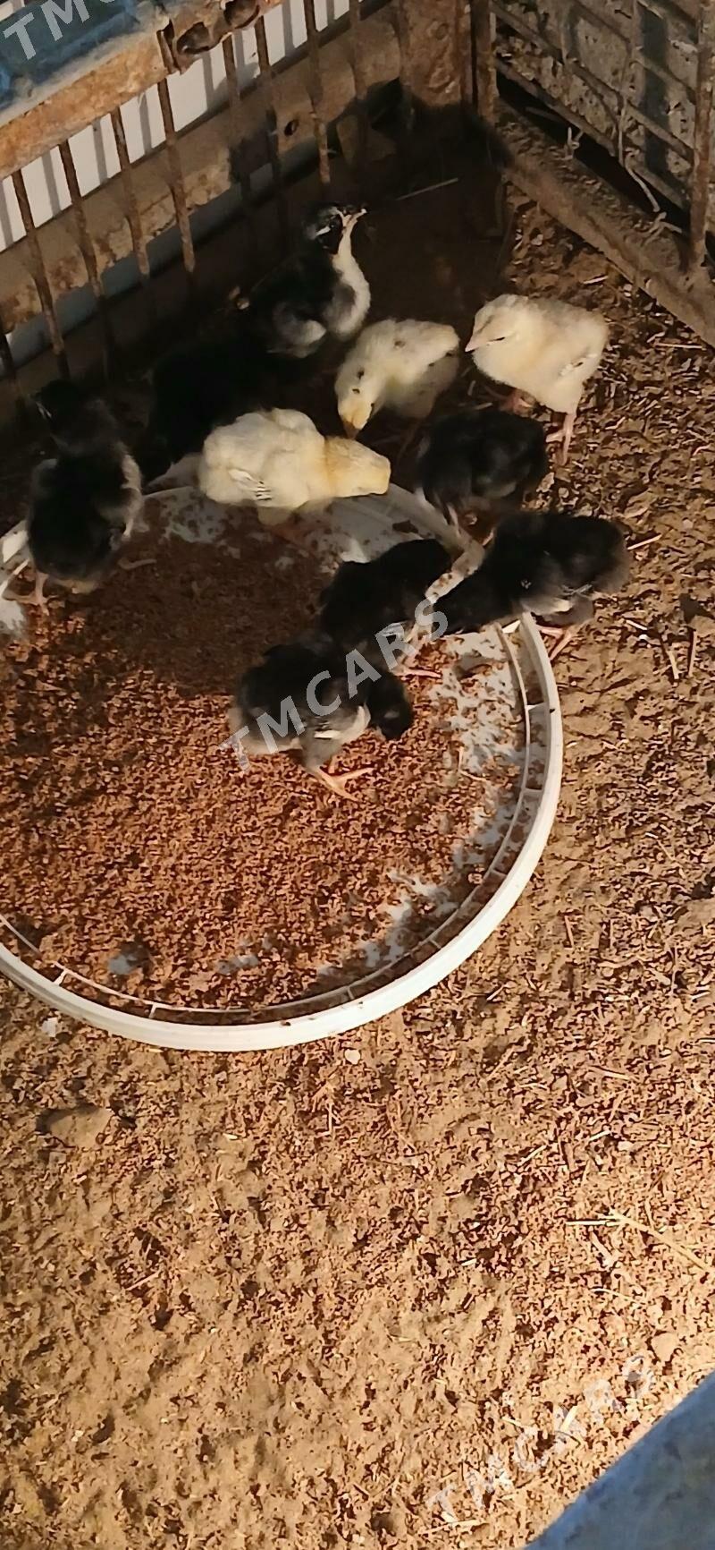 Taskent juyje 10 sany - Änew - img 2