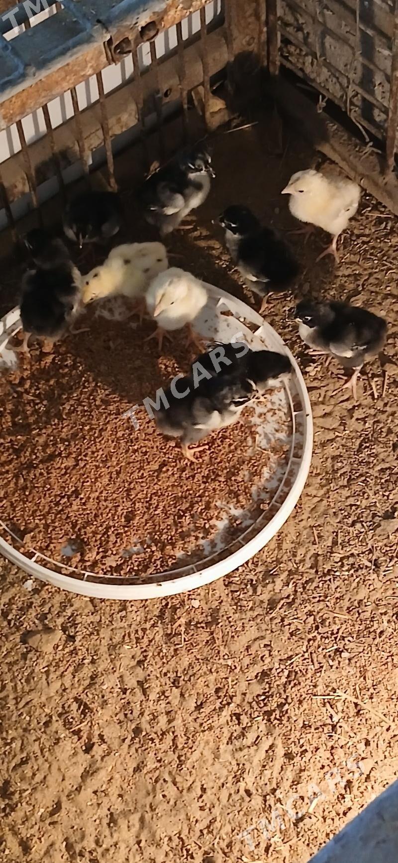 Taskent juyje 10 sany - Änew - img 1