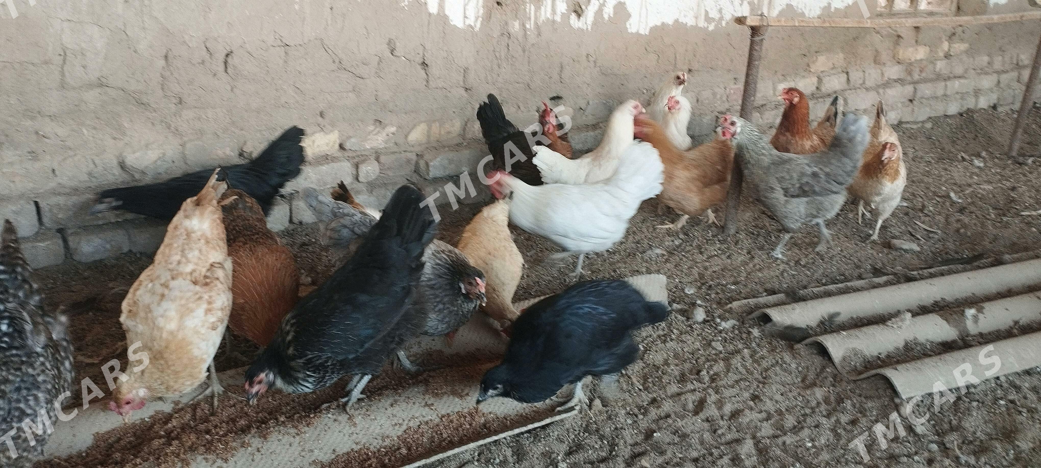 Towuklar - Murgap - img 3