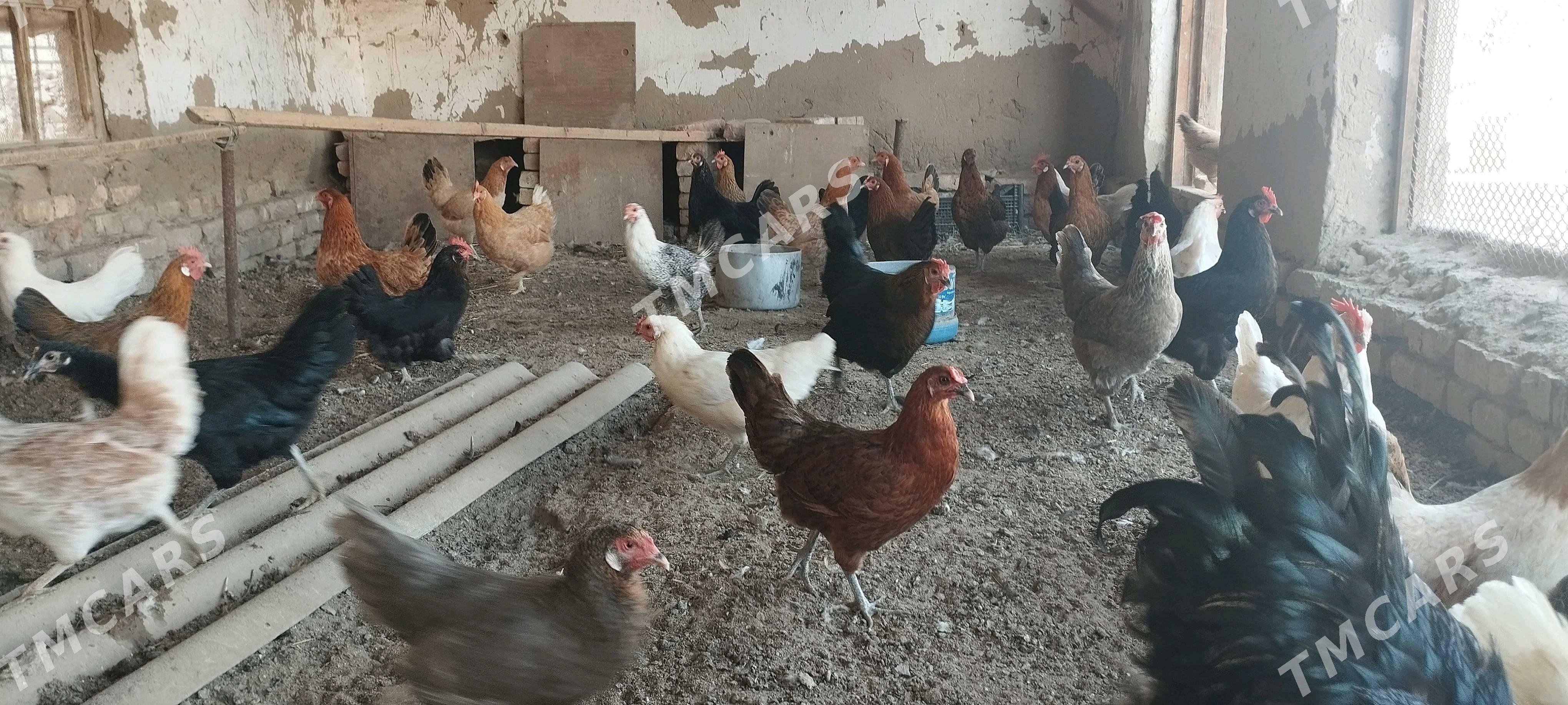 Towuklar - Murgap - img 2