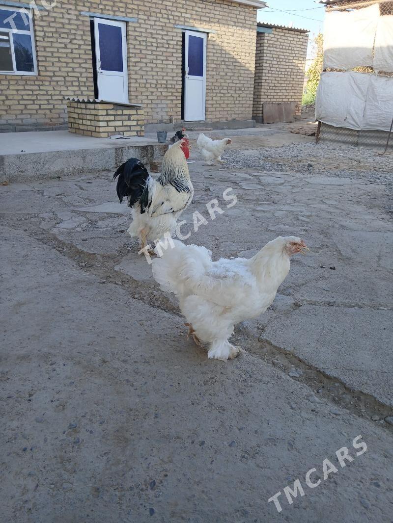 товук - Mary - img 2