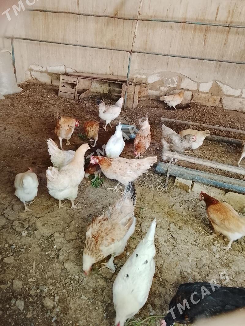 towuklar - Gyzylarbat - img 6