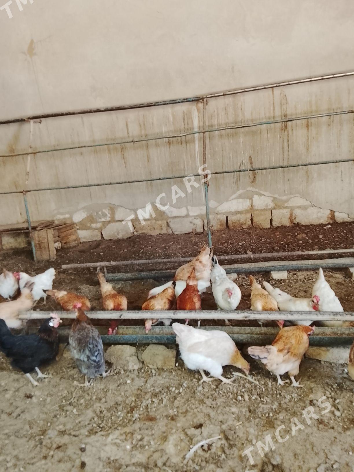 towuklar - Gyzylarbat - img 2