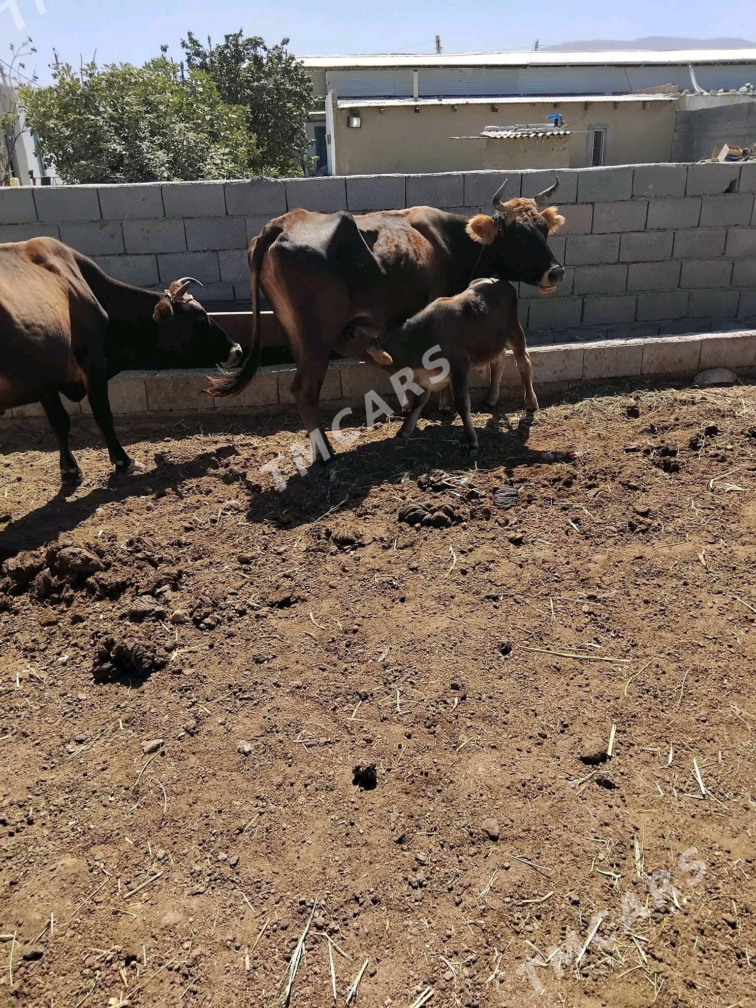 OKÜZ. TÜWE  SWEŞ - Aşgabat - img 3