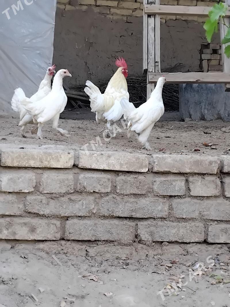 yaponcik - Saýat - img 2