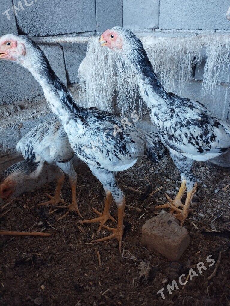 Jujeler - Mary - img 3