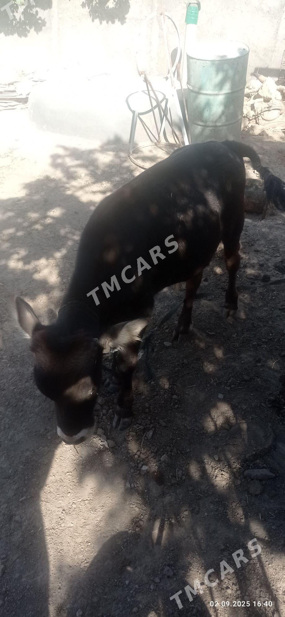 öküzçe - Gyzylarbat - img 2