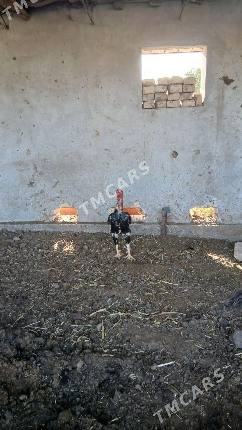 хоразлар - Çärjew - img 2