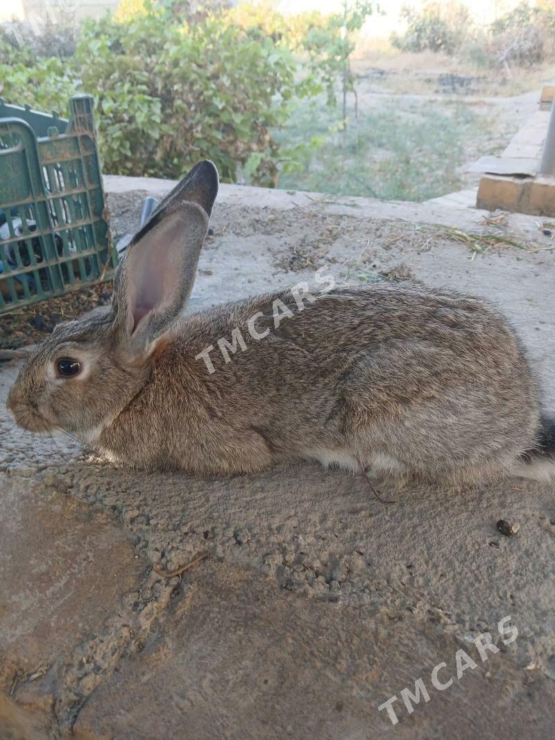 towşan - Mary - img 3