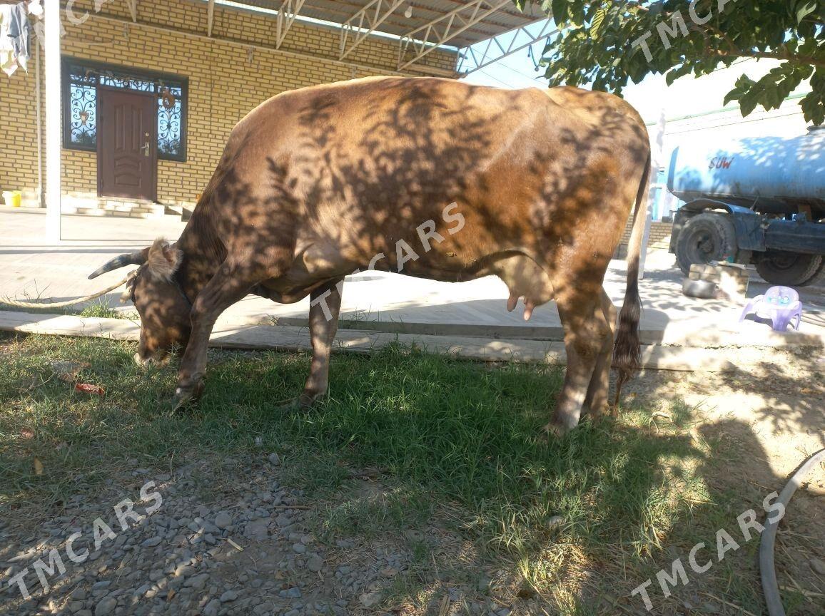sygyr - Bäherden - img 2