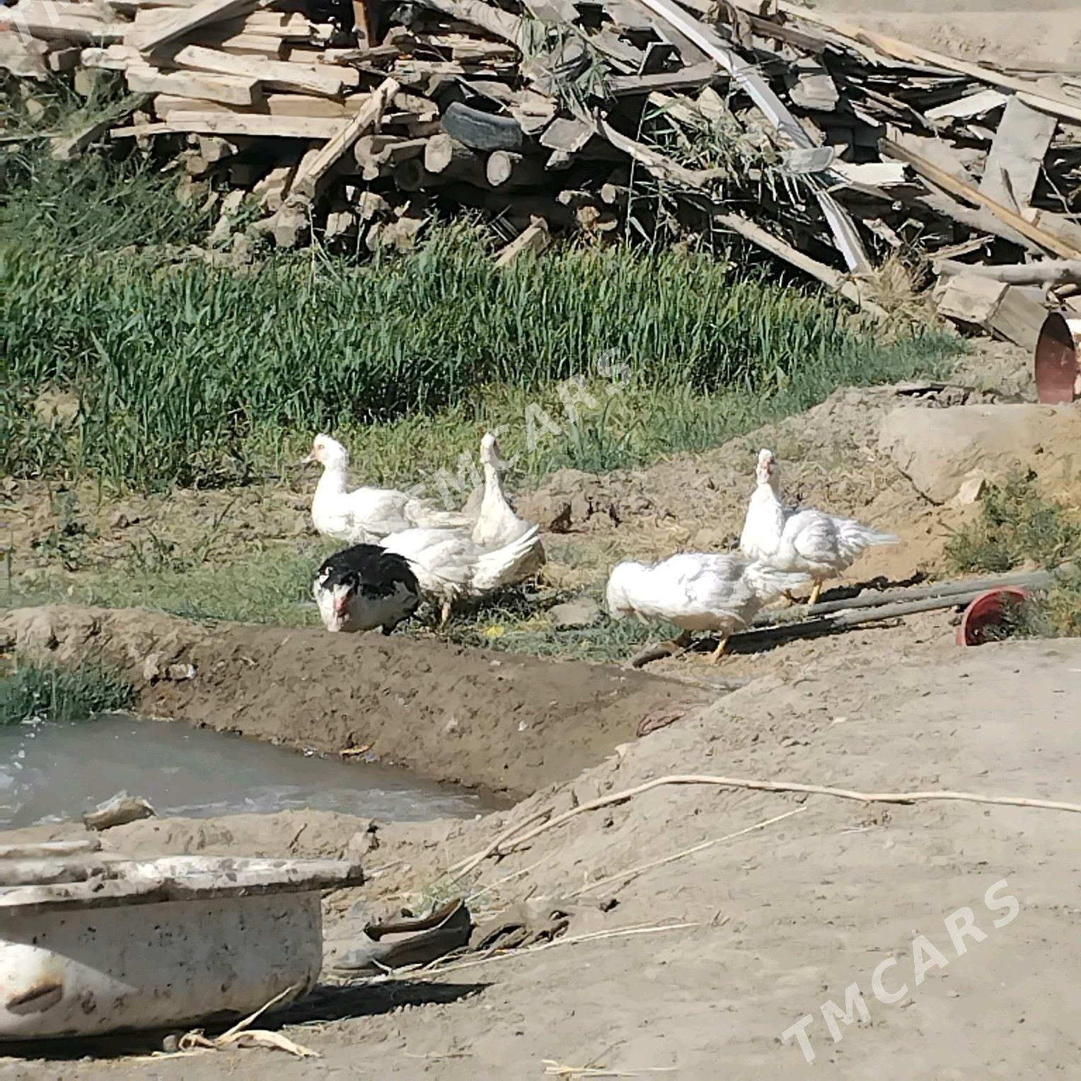 Indawutka - Wekilbazar - img 2