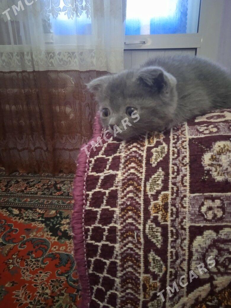 котята - Türkmenabat - img 3