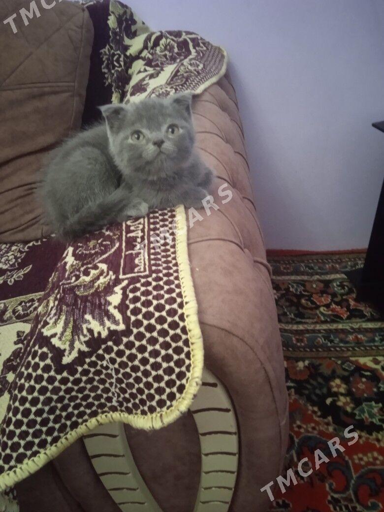 котята - Türkmenabat - img 2