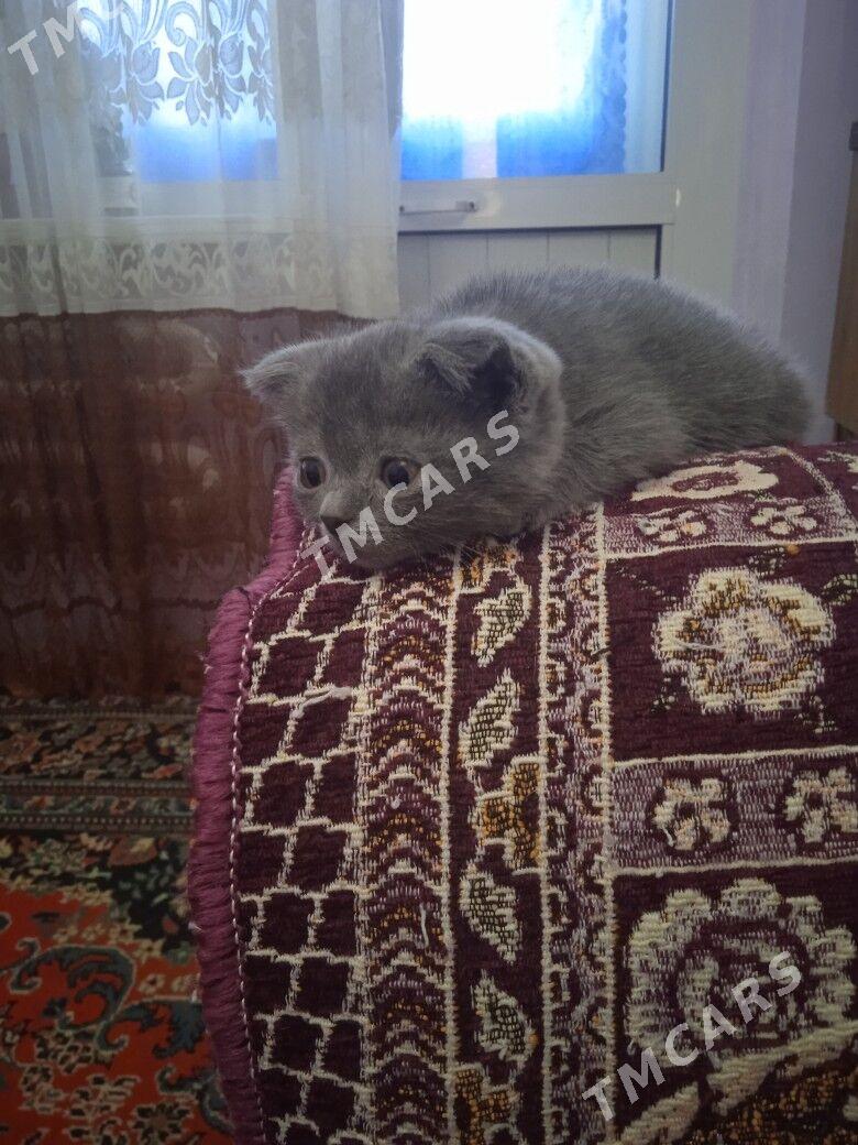 котята - Türkmenabat - img 4