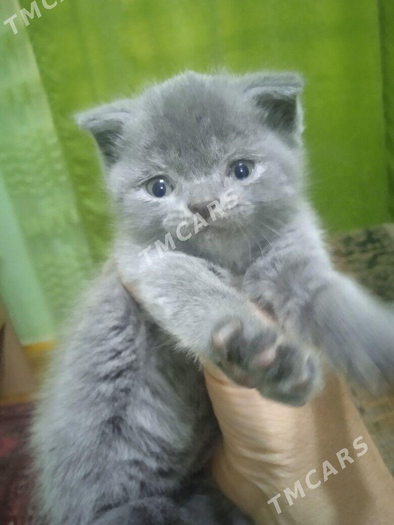 котята - Türkmenabat - img 7
