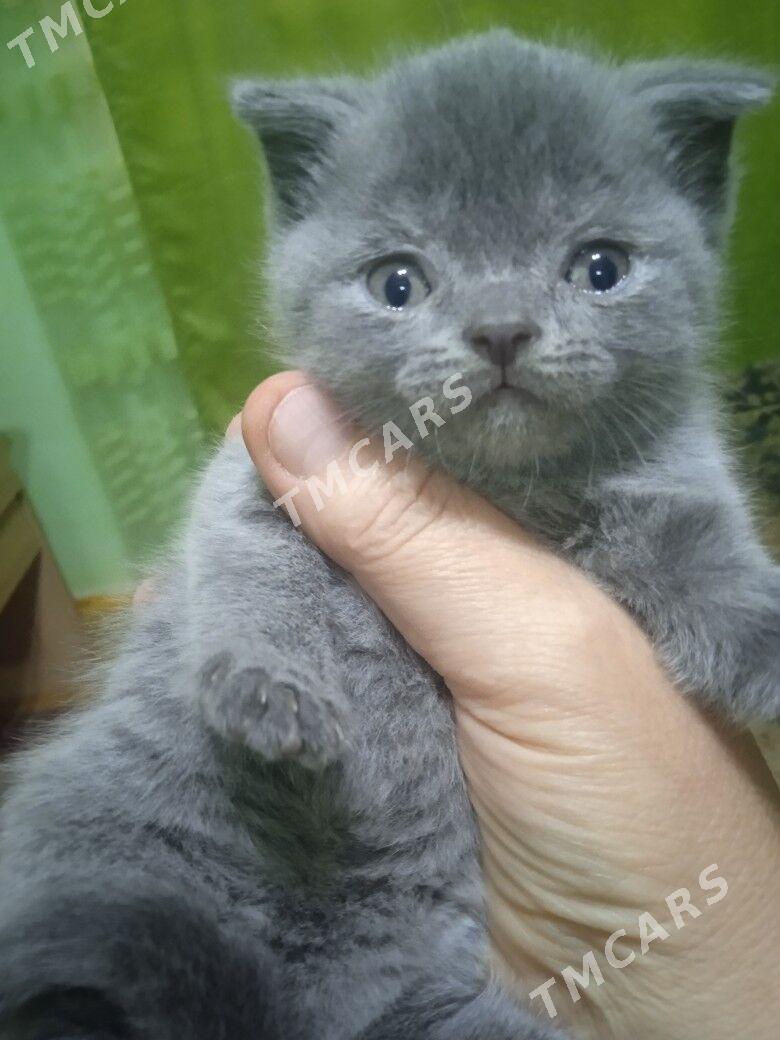 котята - Türkmenabat - img 5