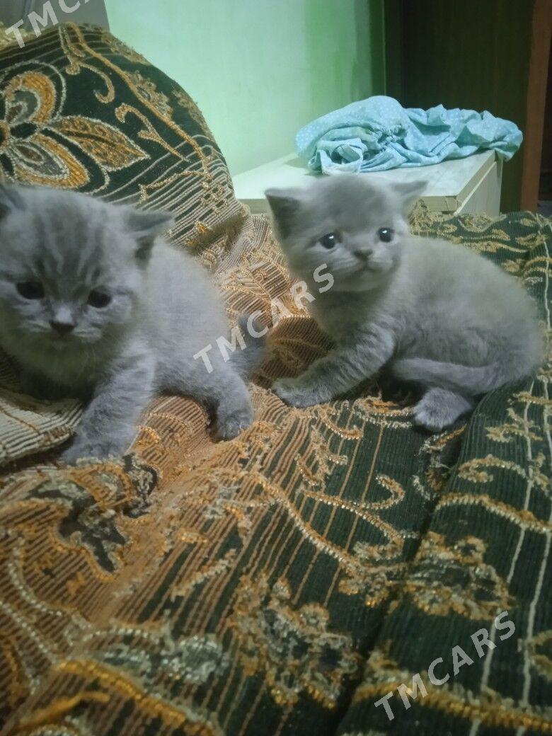 котята - Türkmenabat - img 6