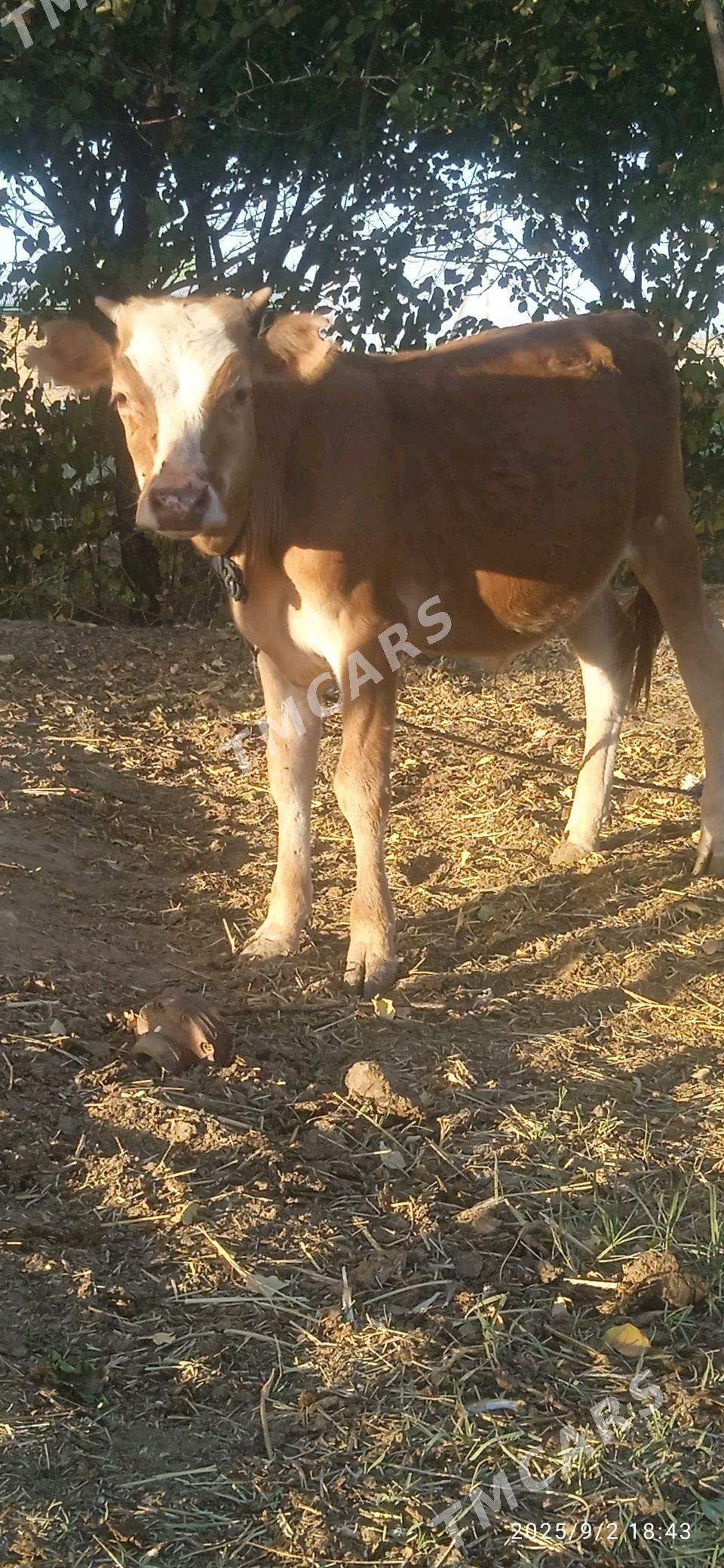 okuzce - Bäherden - img 3