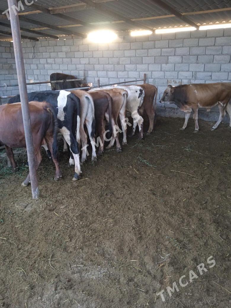 7 sany okuz - Babadaýhan - img 2