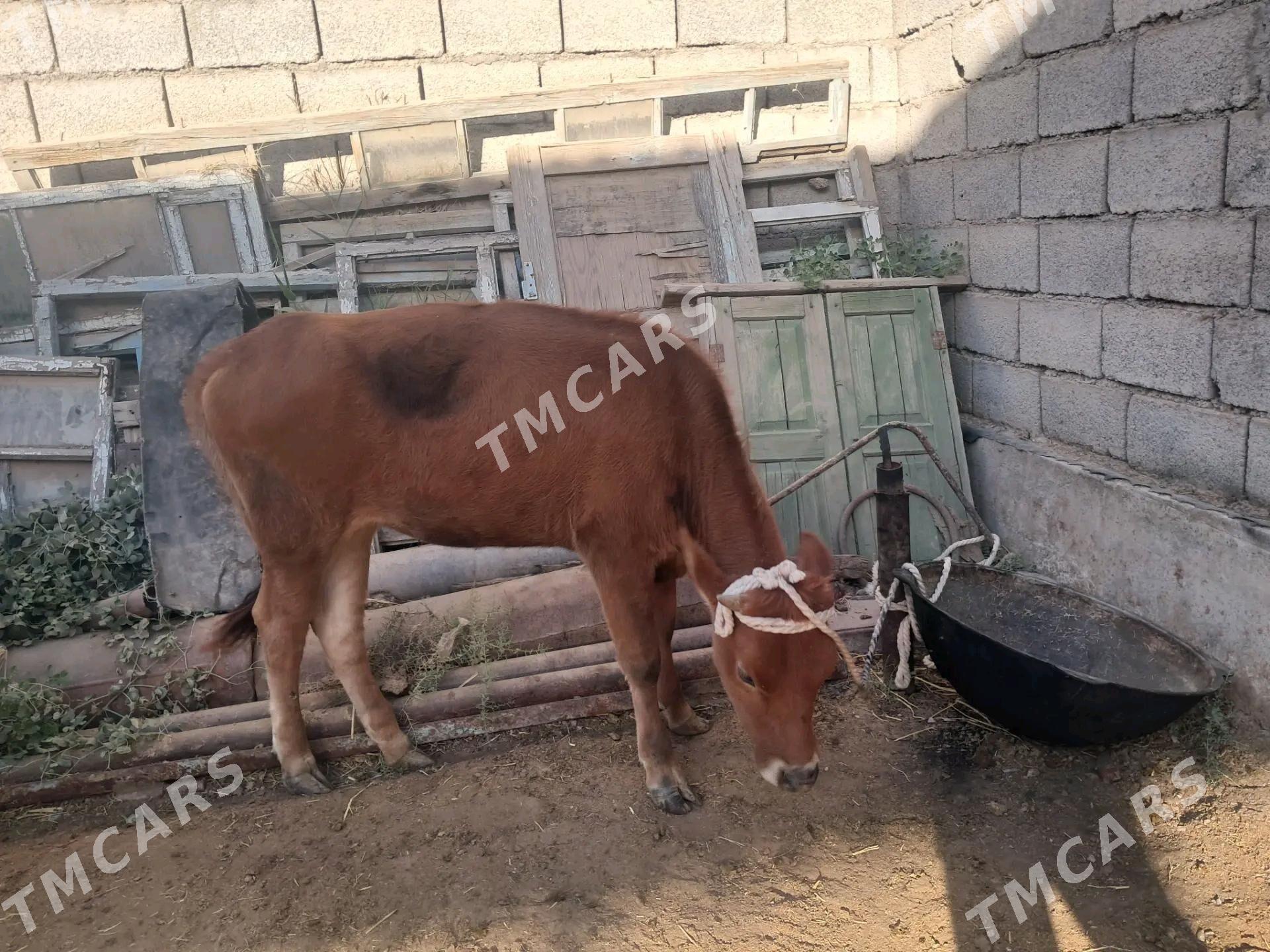 Göle tuwe - Tejen - img 2