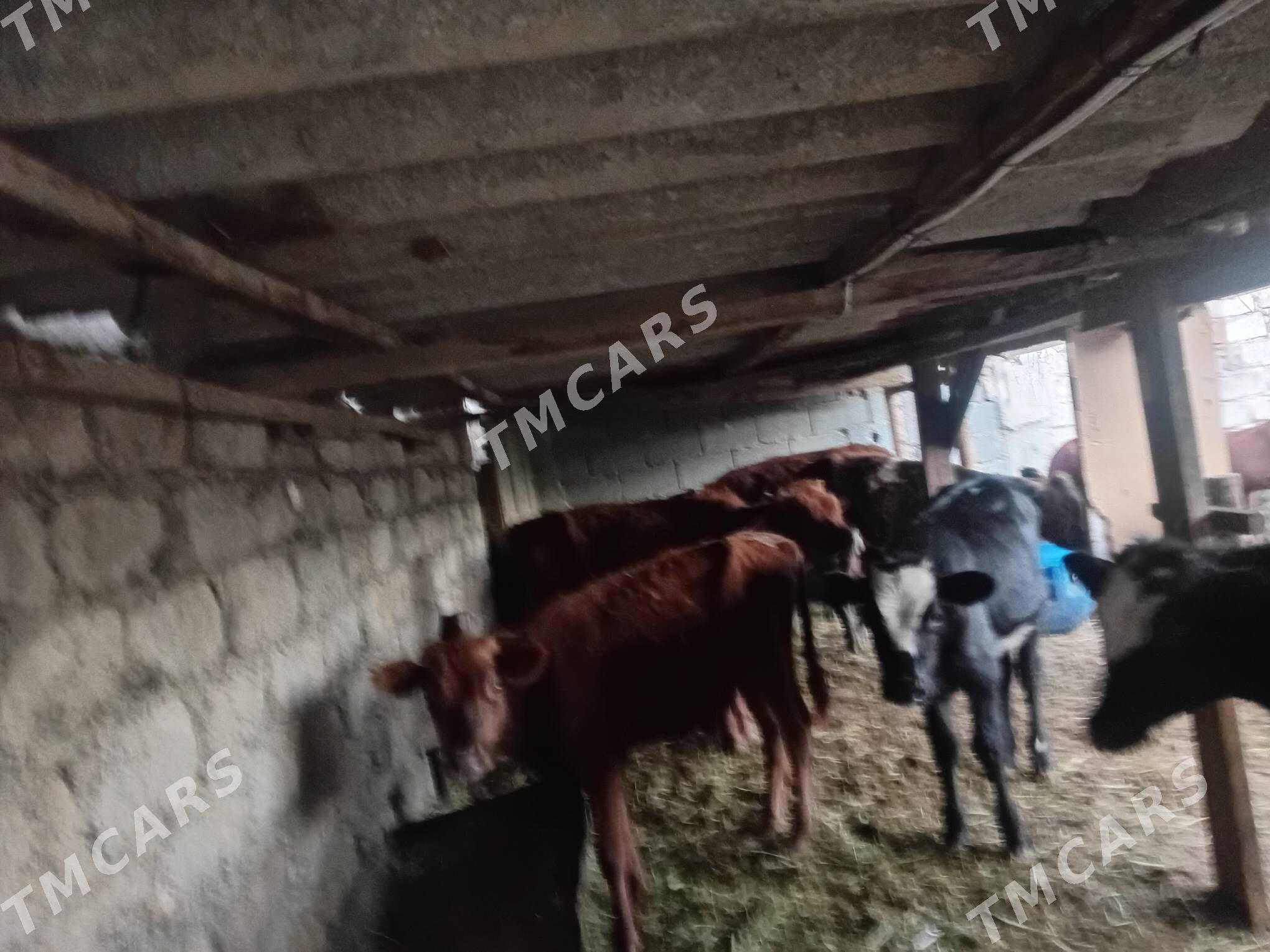 öküzce weöküzce we tüwe öküz - Ýalkym - img 4