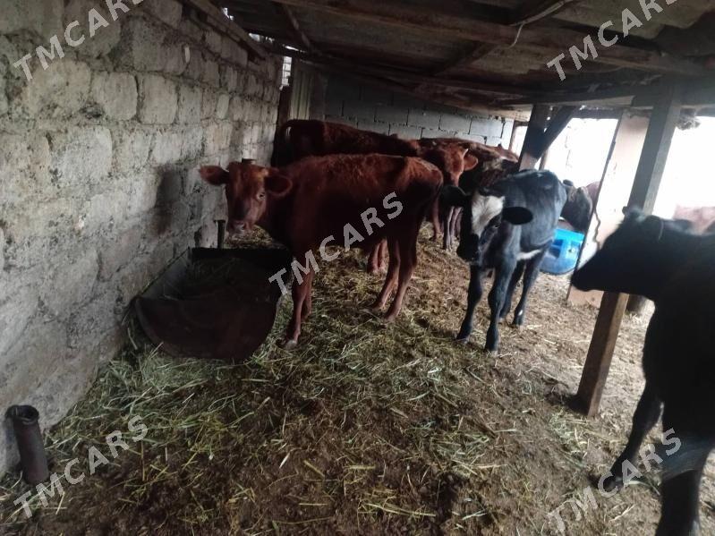 öküzce weöküzce we tüwe öküz - Ýalkym - img 8